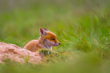 Young red fox babies are playing on the green meadow
