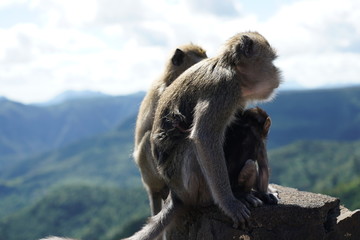 Naklejka premium Wild monkeys in the mountain