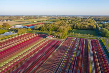 Gordijnen Contrast-rich colored tulip fields in the Dutch spring. Photo taken with a drone © mauvries