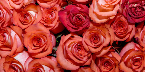 Background of bouquets of flowers. Roses. Design. Close up.