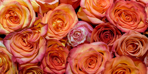 Background of bouquets of flowers. Roses. Design. Close up.
