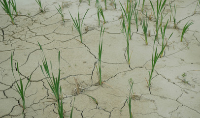 Drought cracked pond wetland, swamp drying up soil crust earth climate change, surface extreme heat wave caused crisis, environmental disaster cracks very, green plant death dry degradation marsh