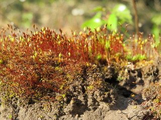 moss on the rock