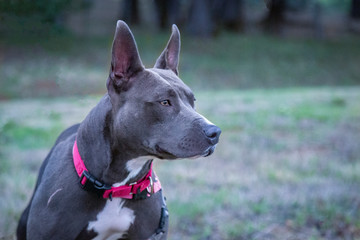 A partial eye level frontal view of a grey with white colored mixed breed dog wearing a pink collar, green grass in background
