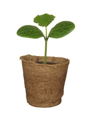 Green sprout of pumpkin for planting in a disposable paper cup Isolated on a white background.