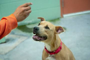 A 3/4 view of tan and white mix breed dog looking toward a hand with a treat, green painted cinder block wall in background
