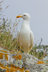 Yellow-legged gull perched on the rock.