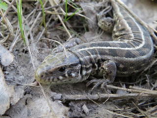a small lizard in the grass