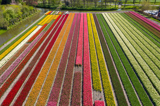 Drone photo of colored tulips with beautiful contrasting colors