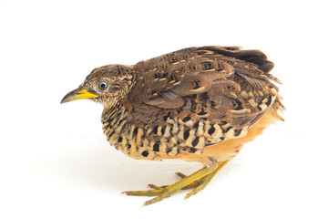 A male barred buttonquail or common bustard-quail (Turnix suscitator) isolated on white background