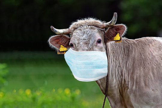 2,918 BEST Cow Mask IMAGES, STOCK PHOTOS &amp; VECTORS | Adobe Stock