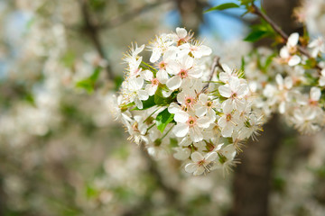 Close-up of a white cherry blossom blooming in a garden. Flowering trees in spring in country.