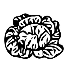 Vector outline illustration of a black fresh cabbage is on a white background