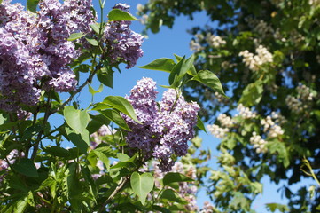 Alter Fliederbaum schöne lila Blüten