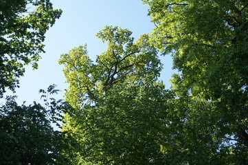 Baumkronen einer bUche im Wald