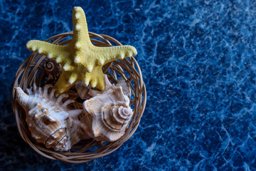 sea star on a blue background