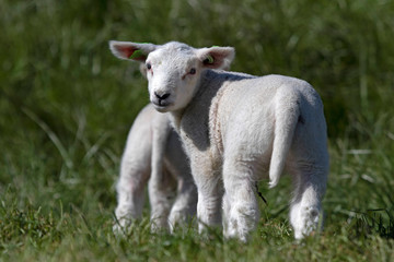 Fototapeta premium Single Young lamb looks backwards