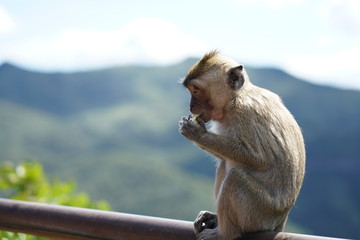 Wild monkeys in the mountain