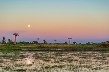 Beautiful Baobab trees at sunset at the avenue of the baobabs in Madagascar