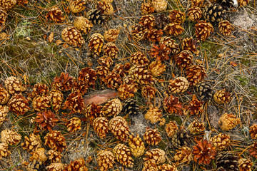 Natural background of many yellow pine cones on moss and needles.