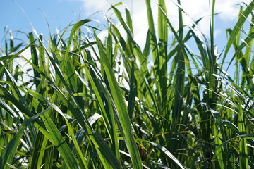 Crop field and green leaves