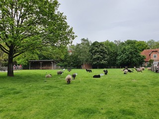 Obraz premium Zoo Hannover (Germany)