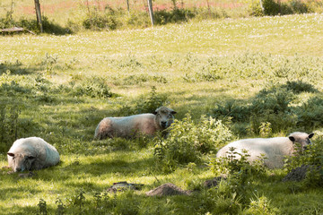  sheeps having a nap in a field