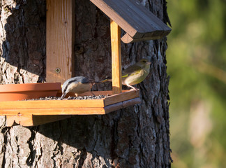 Close up Nuthatch or Eurasian nuthatch, Sitta europaea and European greenfinch, Chloris chloris bird perched on the bird feeder table with sunflower seed. Bird feeding concept. Selective focus.
