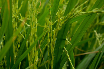 Fototapeta na wymiar green rice fields