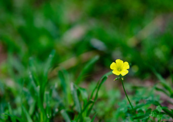 yellow flower in spring