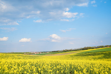 Beautiful yellow rapeseed field landscape. Countryside village rural natural background .Green and yellow plants on brown ground and blue sky with clouds. Nature protection concept.