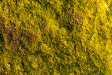 Yellow stone with a green bog. Natural texture