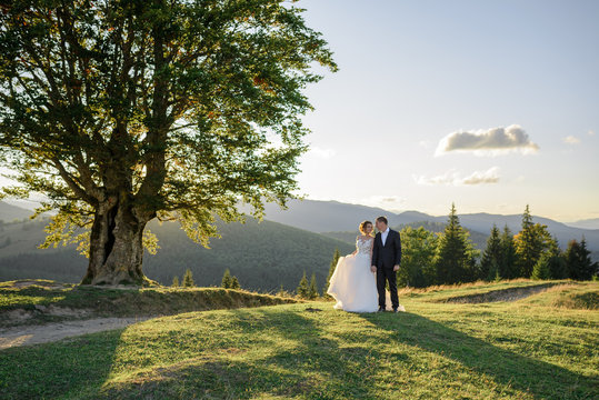 Wedding photography in the mountains. The bride and groom hold hand near the old 100 year old beech. Sunset.