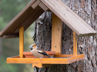 Close up male hawfinch, Coccothraustes coccothraustes bird perched on the bird feeder table with sunflower seed. Bird feeding concept. Selective focus.