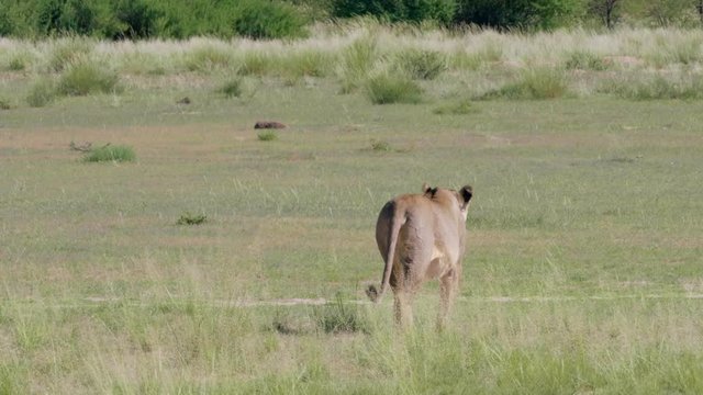 Lioness Walking Off On A Grass Field In Kgalagadi, South Africa - medium shot