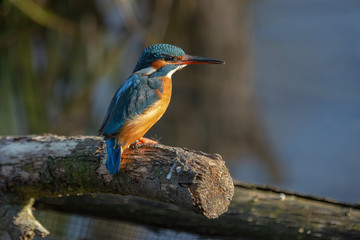 Femmina di martin pescatore