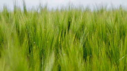 Photography of Green wheat in the french countryside