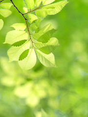 新緑のケヤキの葉