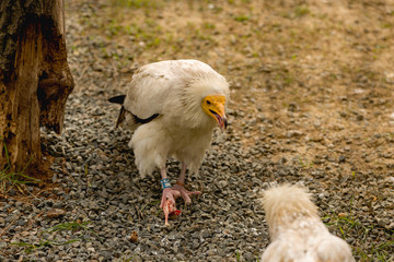condor