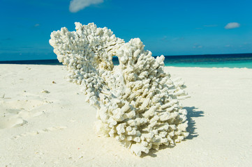 Coralli sulle spiagge degli atolli nel mare delle Maldive © vincenzo