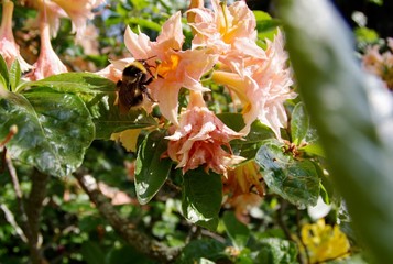 Azaleen mit Hummel