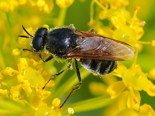 fly on yellow flower (Adoxomyia flavipes)