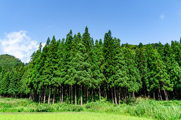 【ふるさとイメージ】夏の只見駅付近の風景