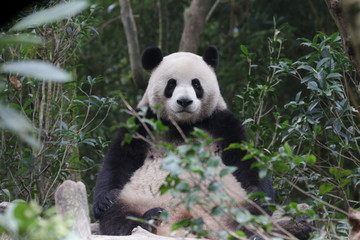 Fototapeta na wymiar Funny Pose of Serious Panda, China