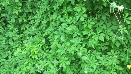 Momordica charantia (bitter melon, bitter apple, bitter gourd, karela, bitter squash, balsam pear, pare) with natural background. It is a tropical and subtropical vine of the family Cucurbitaceae.