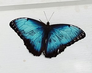 Close-up Of Butterfly On Wall At Park