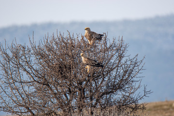 Eastern imperial eagle (Aquila heliaca). Wildlife animal.
