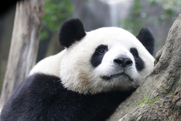 Close up Fluffy Face Panda