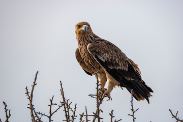 Eastern imperial eagle (Aquila heliaca). Wildlife animal.