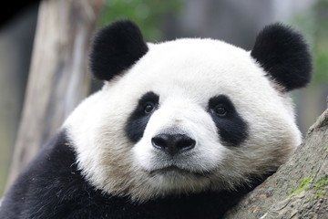 Obraz na płótnie Canvas Close up Fluffy Face of Giant Panda, China